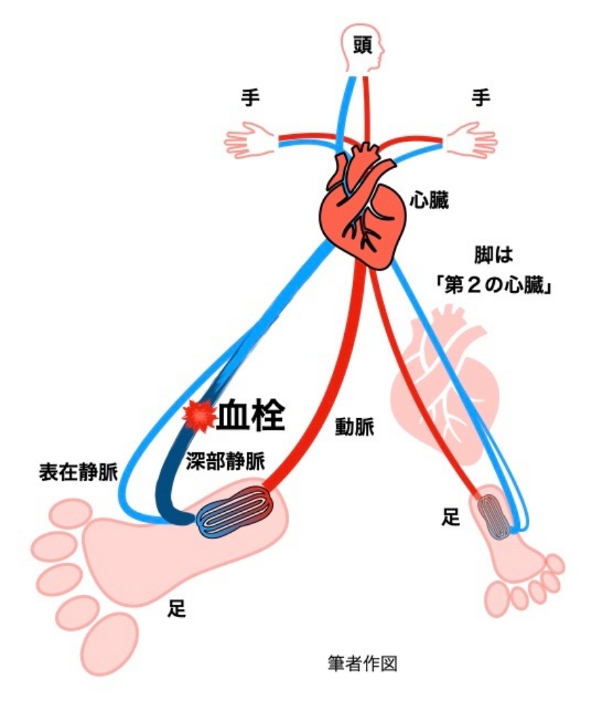 骨表在静脈と深部静脈